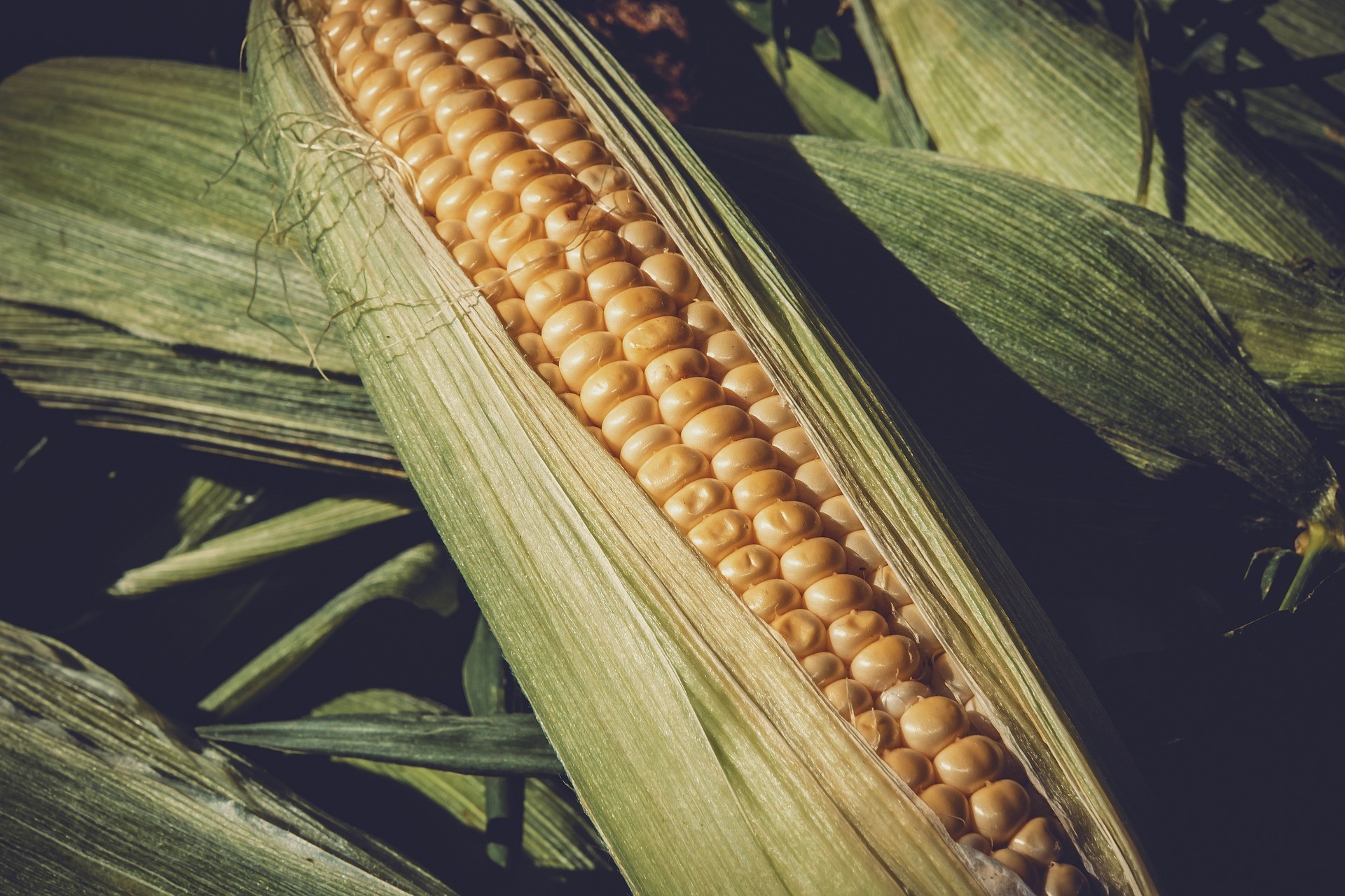 Milho é vendido a R$ 75,25 a saca de 60Kg