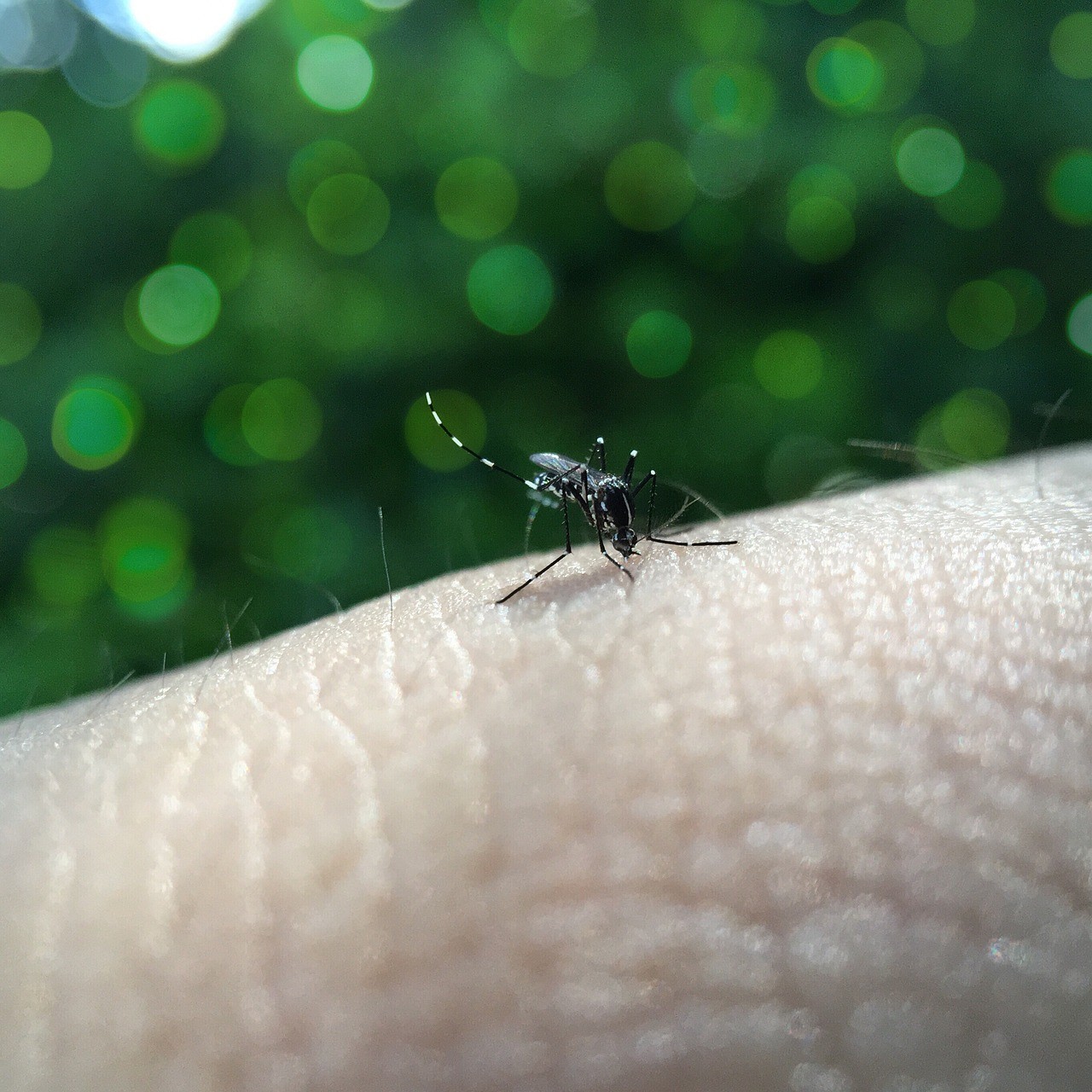 Proteja-se Contra a Doença da Dengue com nossas dicas