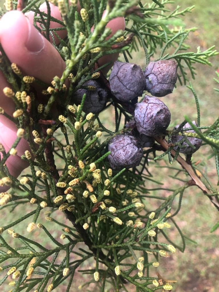 Cipreste ou Cupressus sempevirens