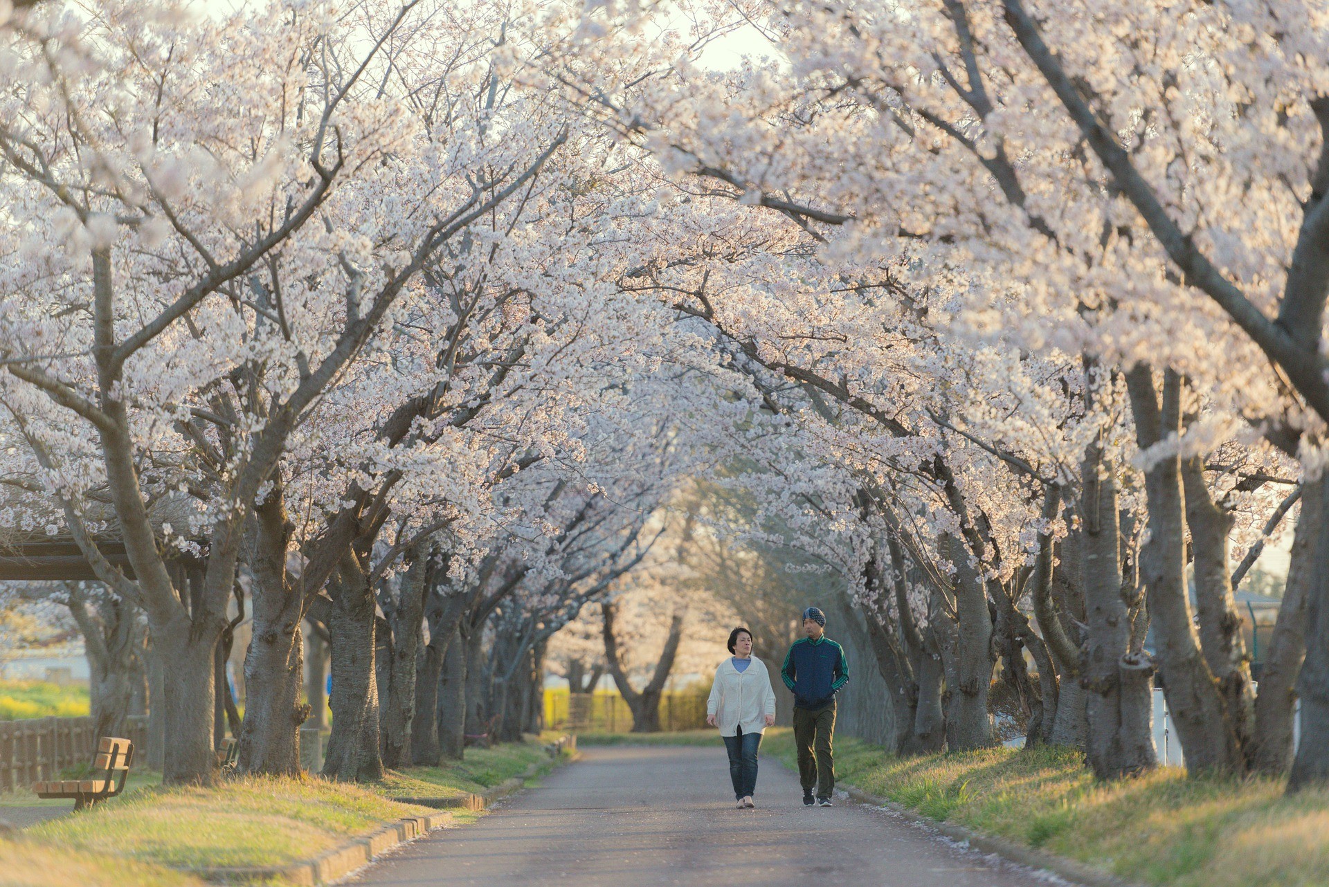 Imagem de morn in japan por Pixabay  - Sakura 