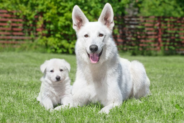 Imagem PetLove