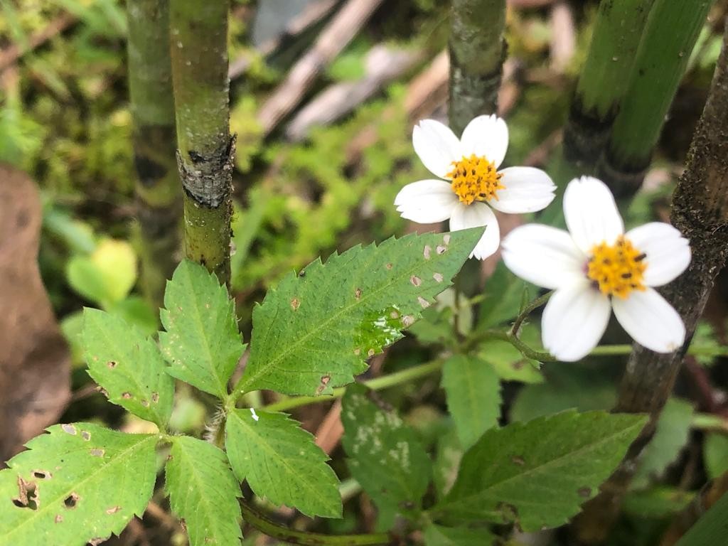 Bidens alba ou picão branco