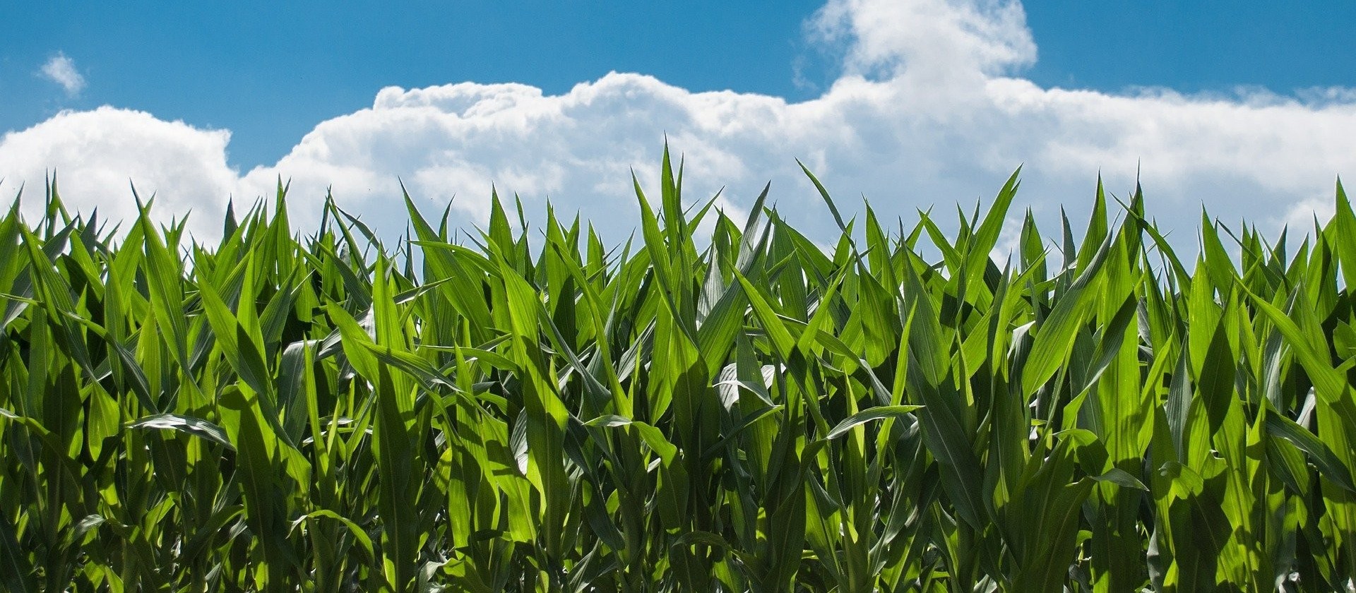 Confira o Mercado Agrícola deste quinta-feira (25)