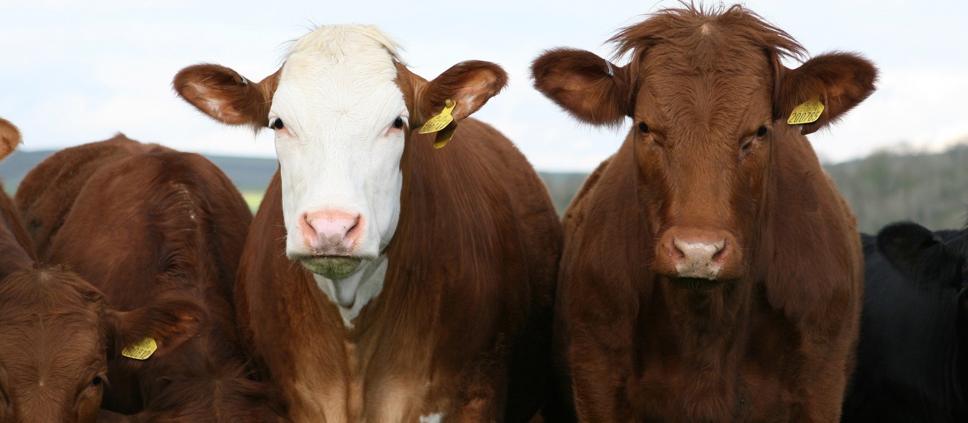 Quase seis mil animais foram expostos ao vírus da raiva em 2022 no Paraná