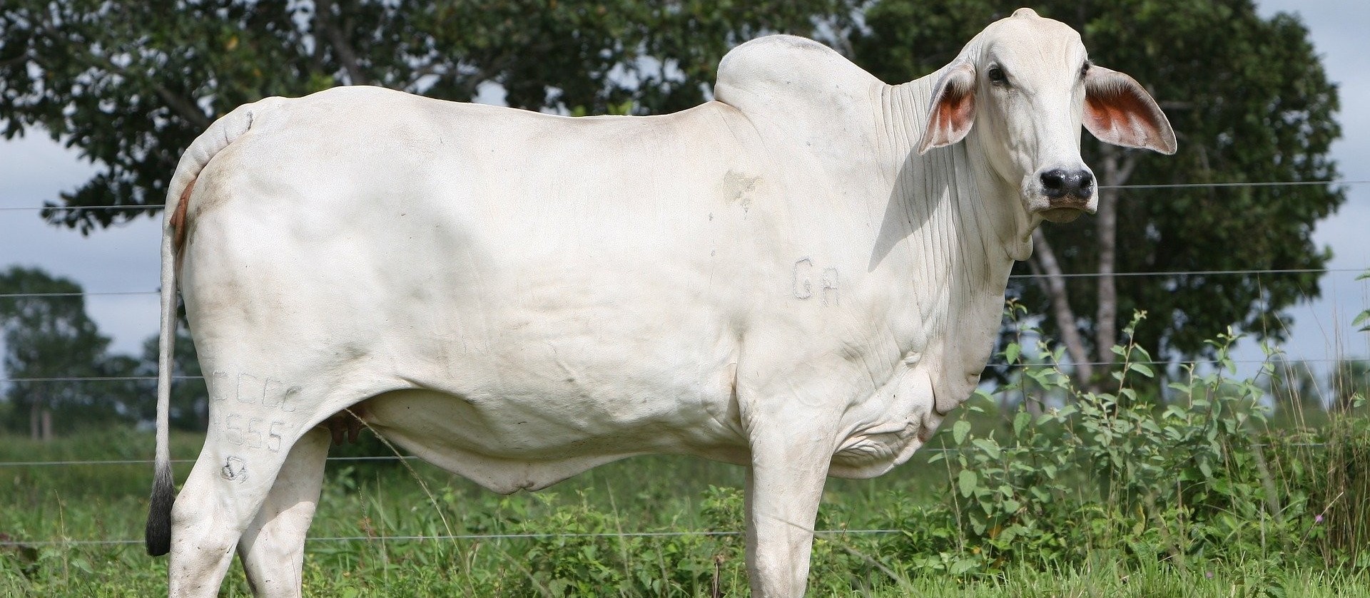 Mercado do boi gordo inicia semana em ritmo lento 