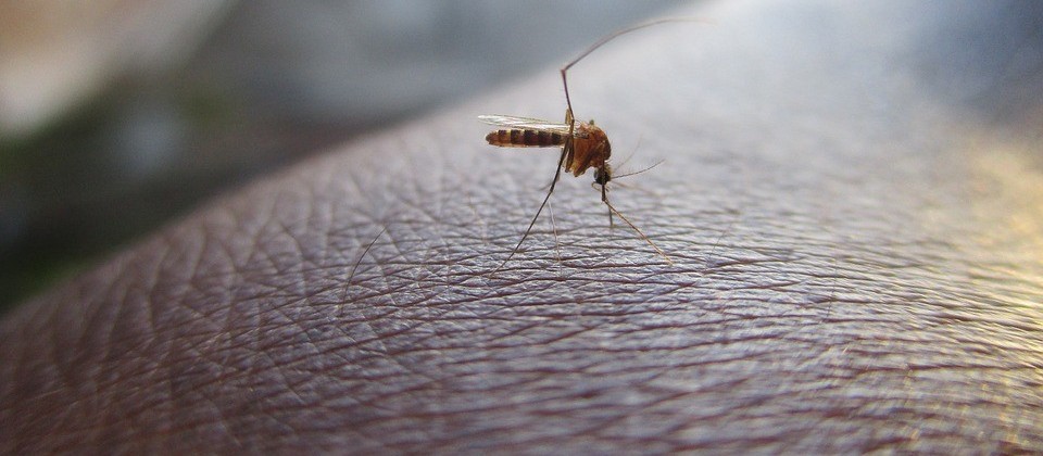 Setor de Endemias vistoria bairros com maior índice de infestação do mosquito da dengue