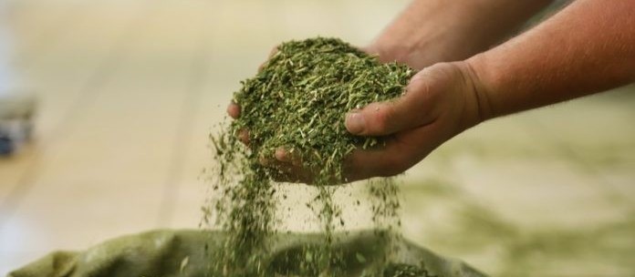 Cerca de 87% da produção de erva-mate no Brasil sai do Paraná