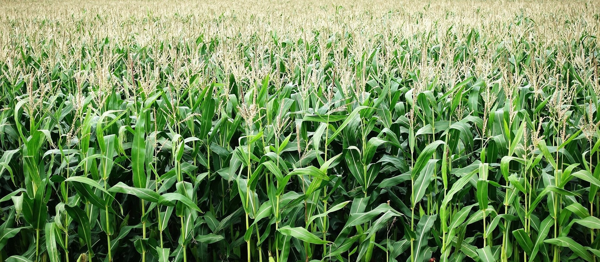 Paraná poderá produzir 42 milhões de toneladas de grãos