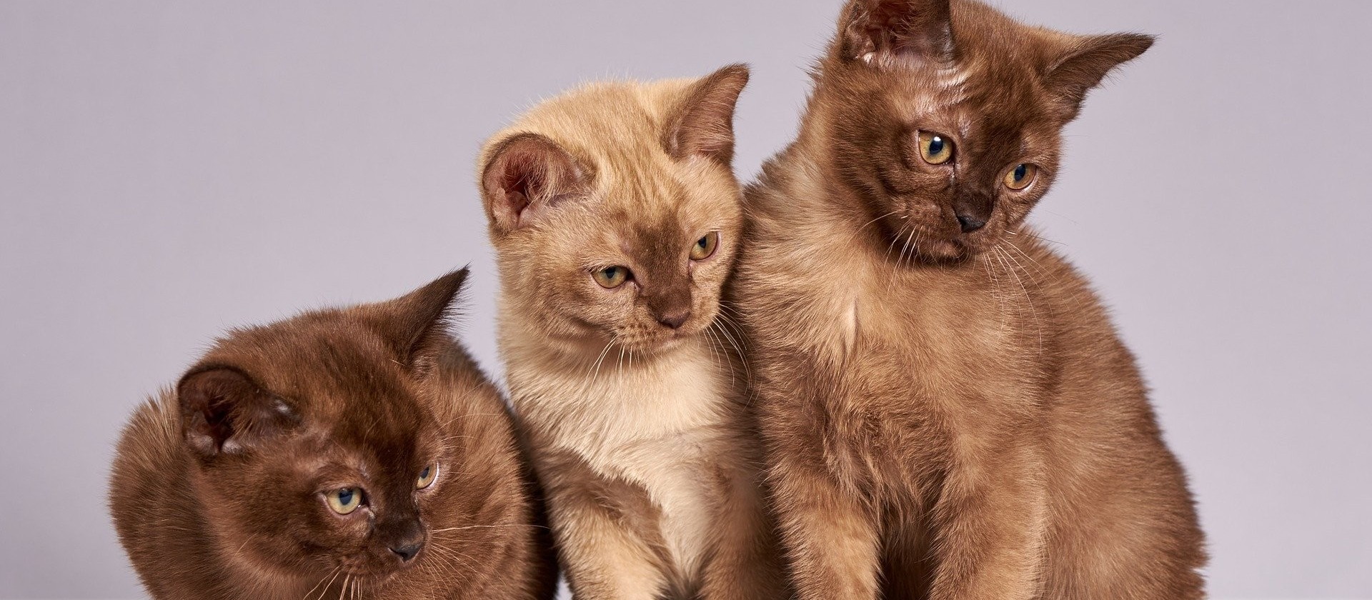 Dia Internacional do Gato: como cuidar do seu felino
