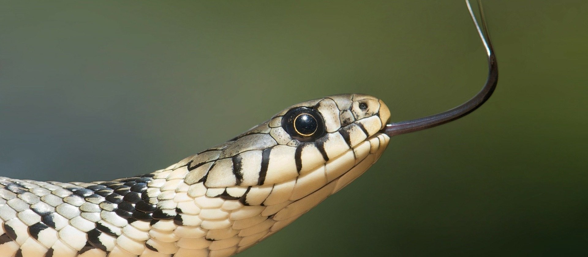 Incidência de animais peçonhentos aumenta no calor