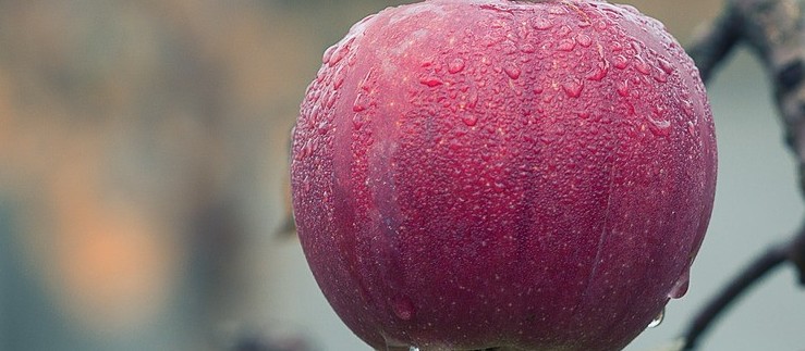 Brasil é o 3º maior produtor de frutas do mundo, mas exporta apenas 2,5% do que colhe