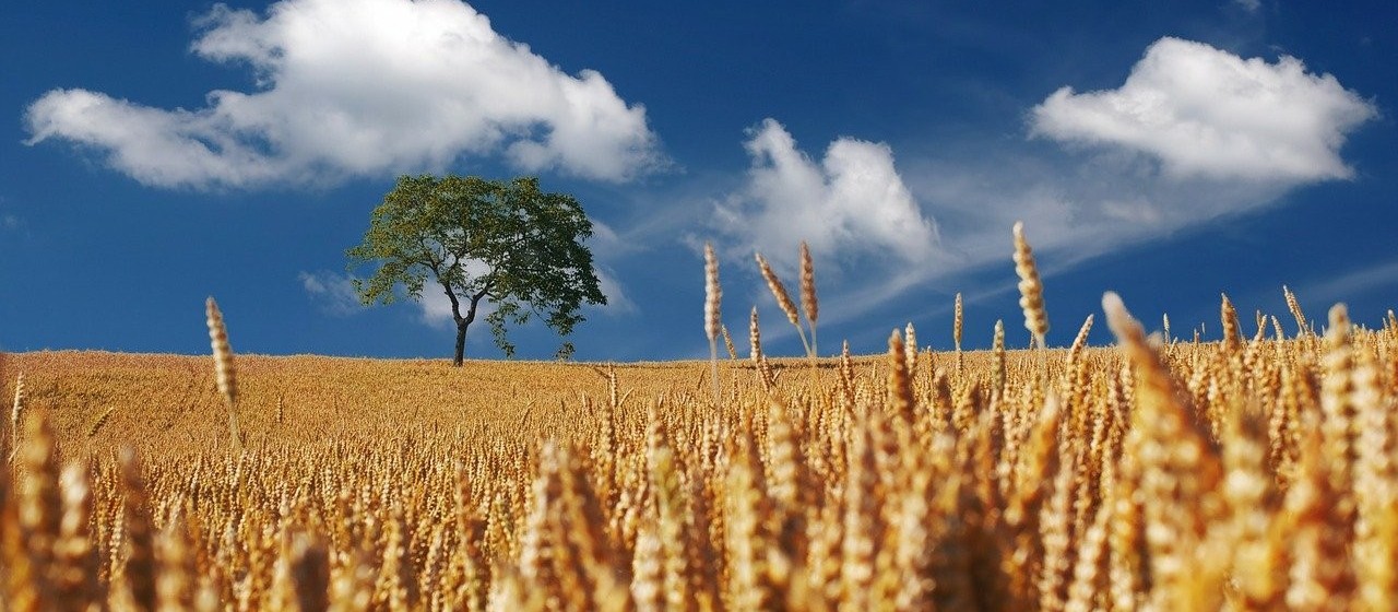 Confira o Mercado Agrícola desta segunda-feira (10)