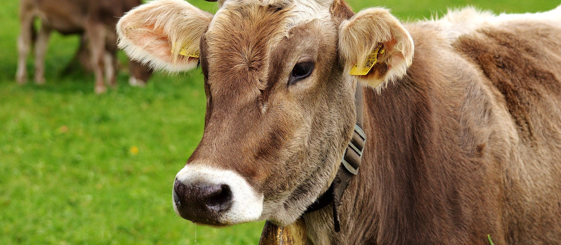Adapar identifica quatro novos casos de raiva bovina em Cascavel 