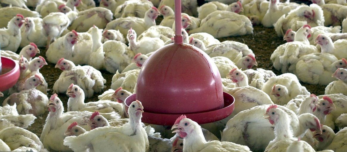 Preços do frango devem se manter estáveis em 2022