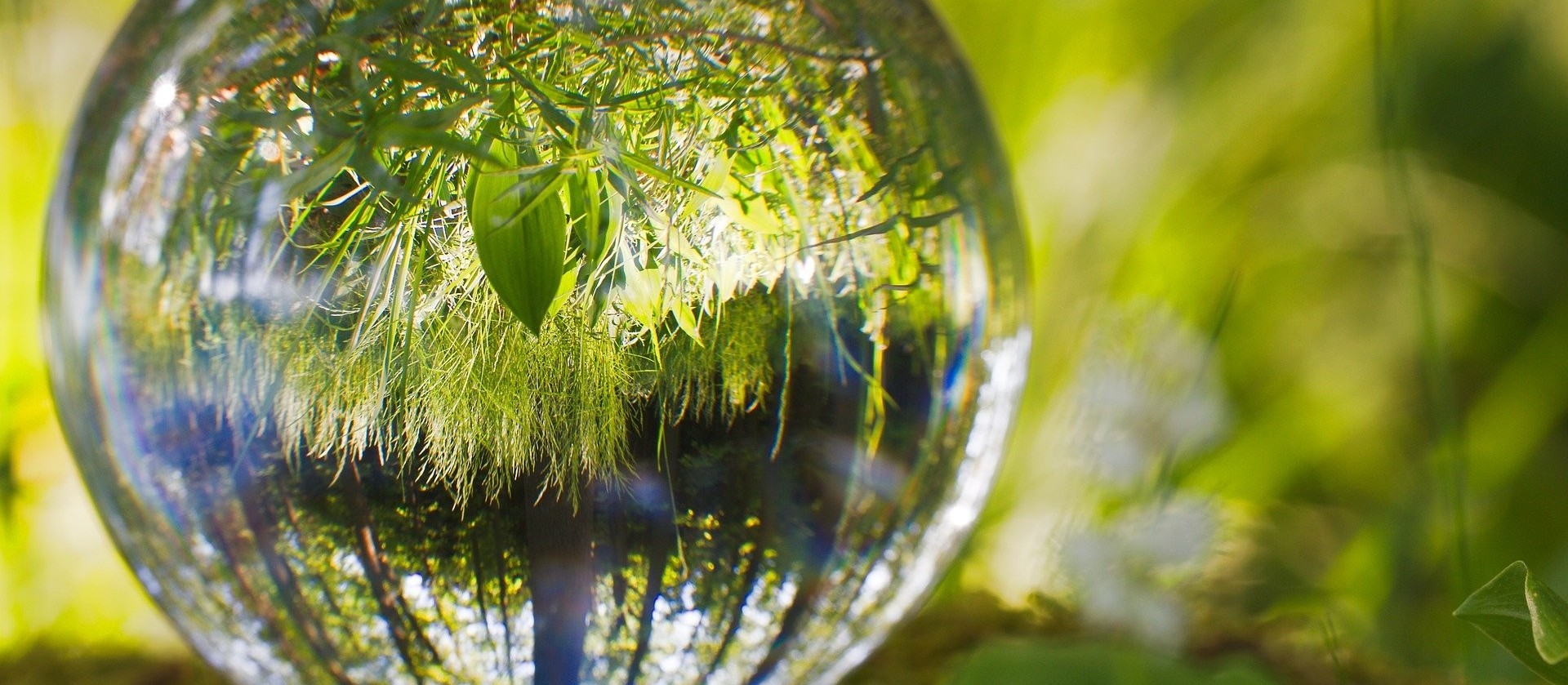 Dia Mundial do Meio Ambiente: restauração de ecossistemas