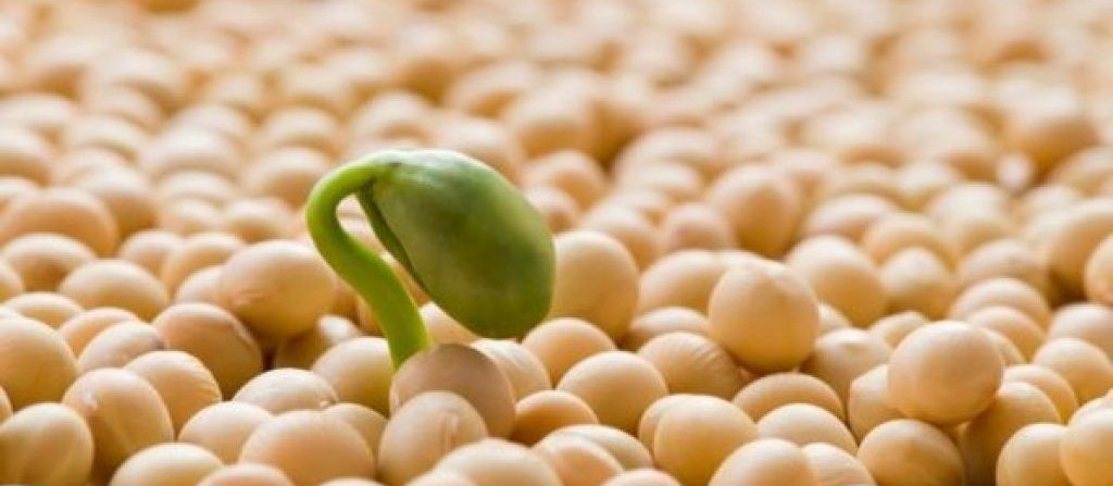 Problemas climáticos foram decisivos para o resultado da produção de soja