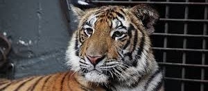 Zoo de Cascavel volta a ser fechado nesta quarta-feira