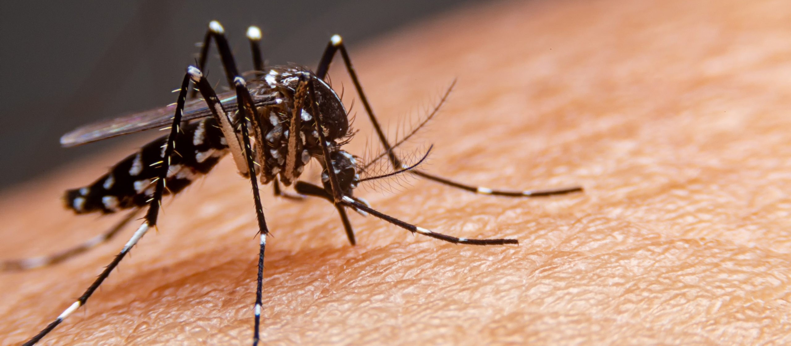 Cascavel tem 64 suspeitos de dengue 