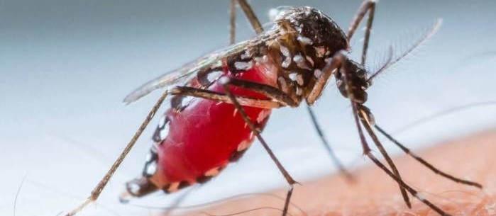 Cascavel alcança índice de epidemia de dengue 