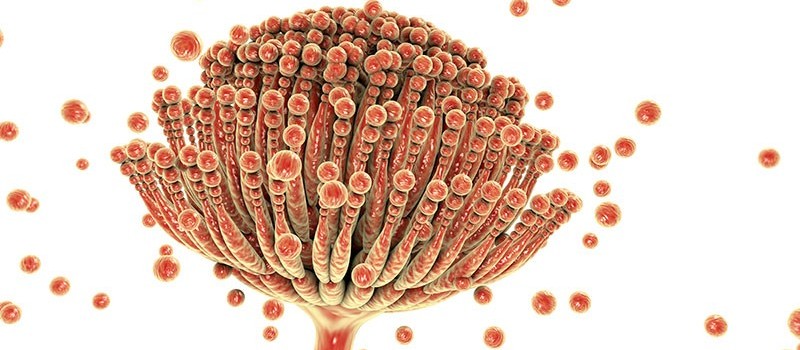 Micotoxinas: saiba como combatê-las na nutrição animal