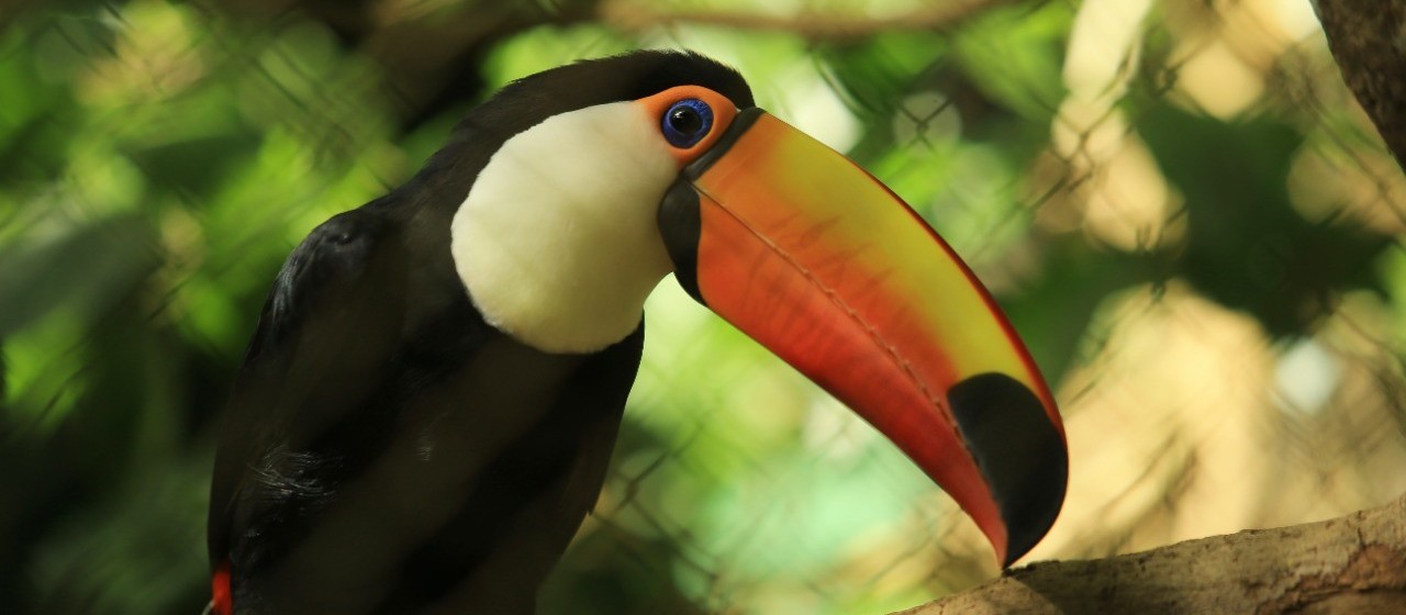 Zoológico de Cascavel completa 43 anos neste domingo