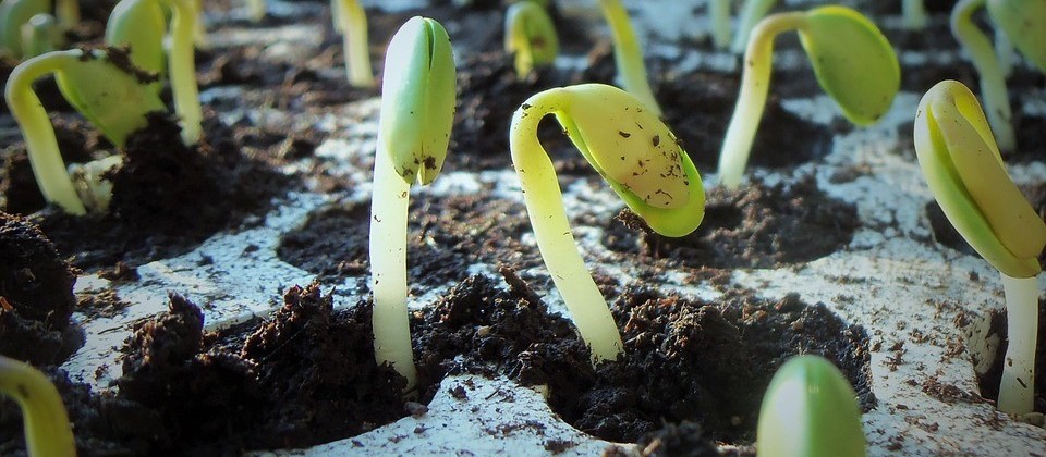 Paraná deve plantar 1% a mais de área com soja na safra de verão