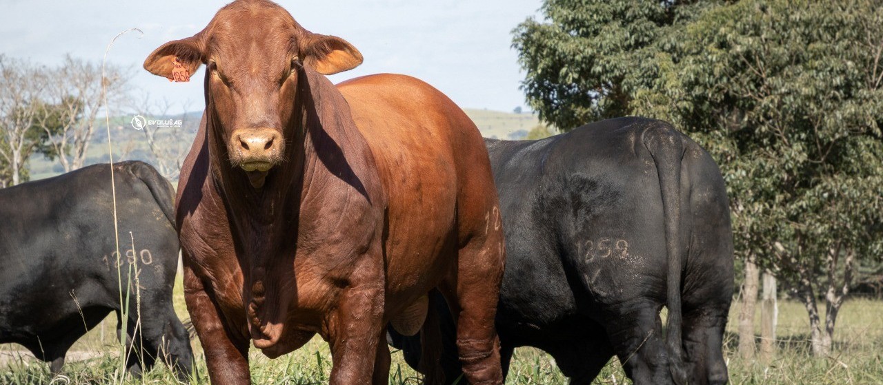 Brangus: combinação que produziu um animal capaz de se destacar nas diversas regiões do Brasil