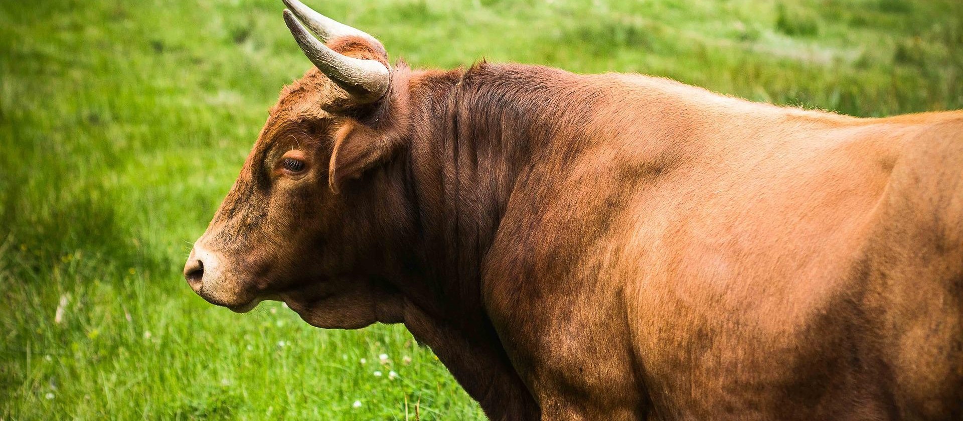 Enzimas digestivas  melhora da saúde e do desempenho de aves e suínos