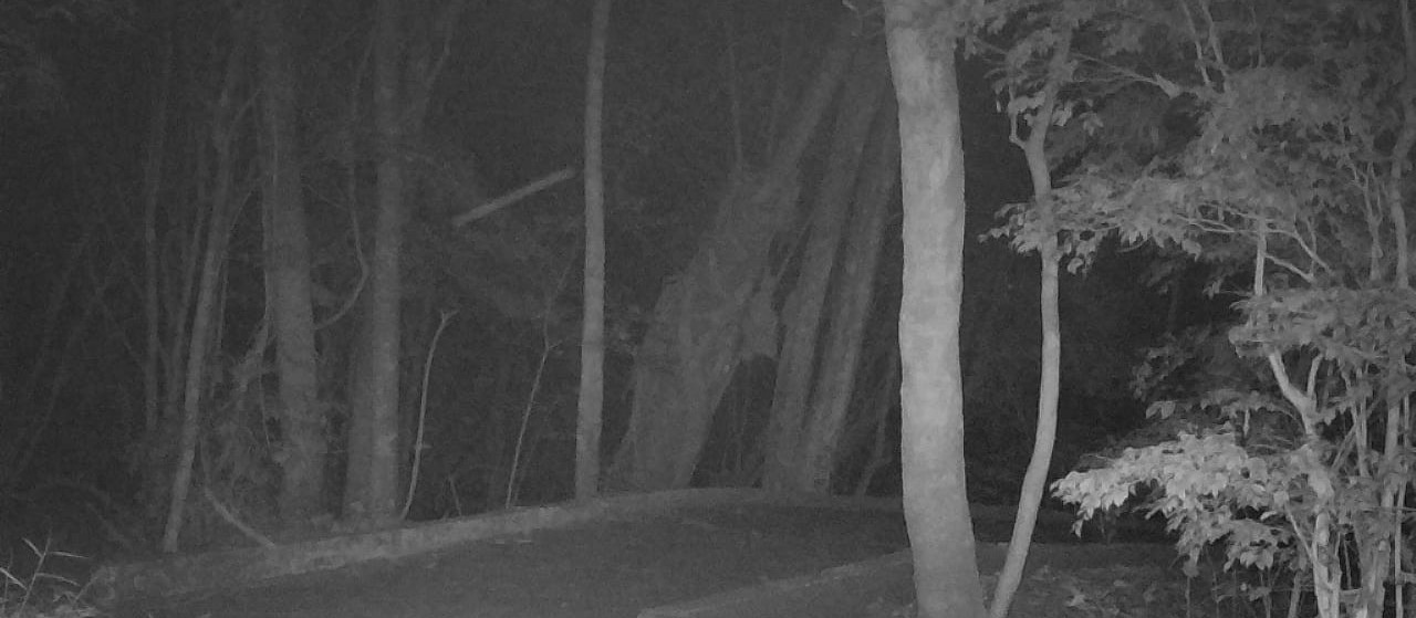 Onça ainda não apareceu em imagens de câmeras; lago e zoo estão fechados