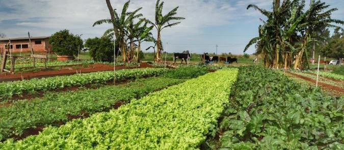 Governo do Estado promove censo para mapear agricultura orgânica paranaense