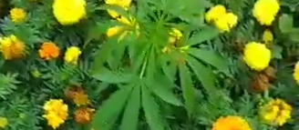 Município acredita que suposto pé de maconha foi levado ao canteiro central