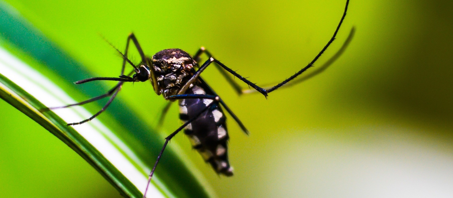 Cascavel registra 6 casos de dengue