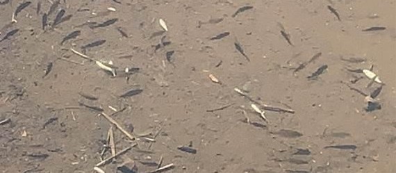 Secretaria de Meio Ambiente emite nota sobre mortes de peixes no Ecopark Oeste 