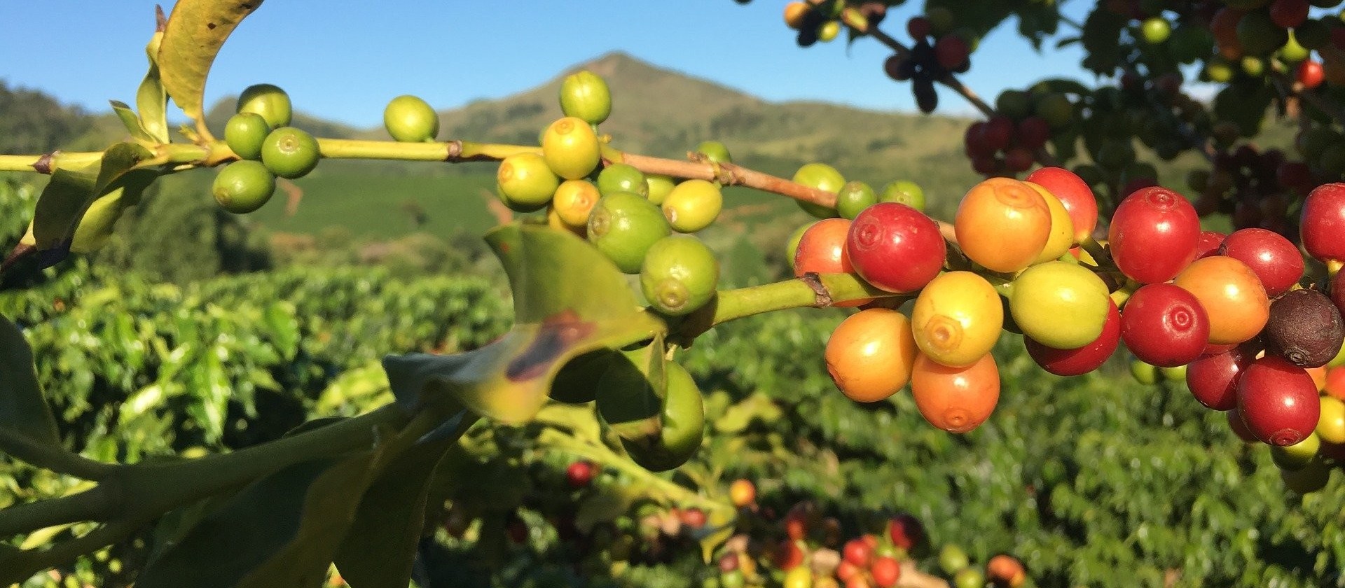 Frio pode trazer danos para plantação de café e cana-de-açúcar 