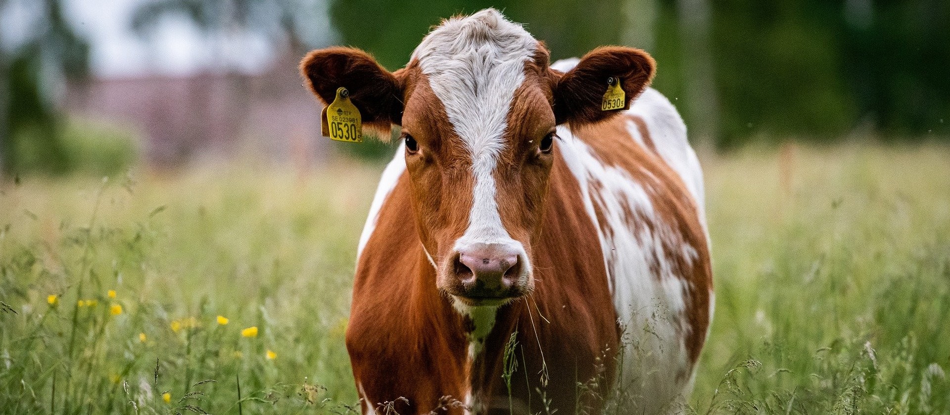 Preço da carne cai em outubro após um ano e meio de alta