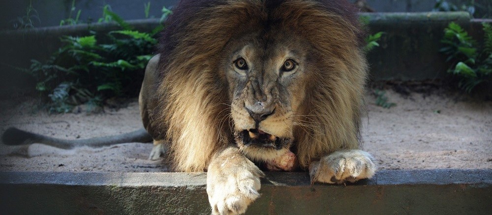 Símbolo da luta contra maus tratos animais, Leão Gaúcho ruge pela última vez