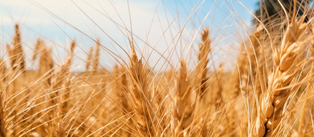 Secretário de Agricultura do Paraná dá início oficial da colheita de trigo no Show Rural de Inverno