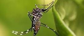 Cascavel registra mais duas mortes por dengue