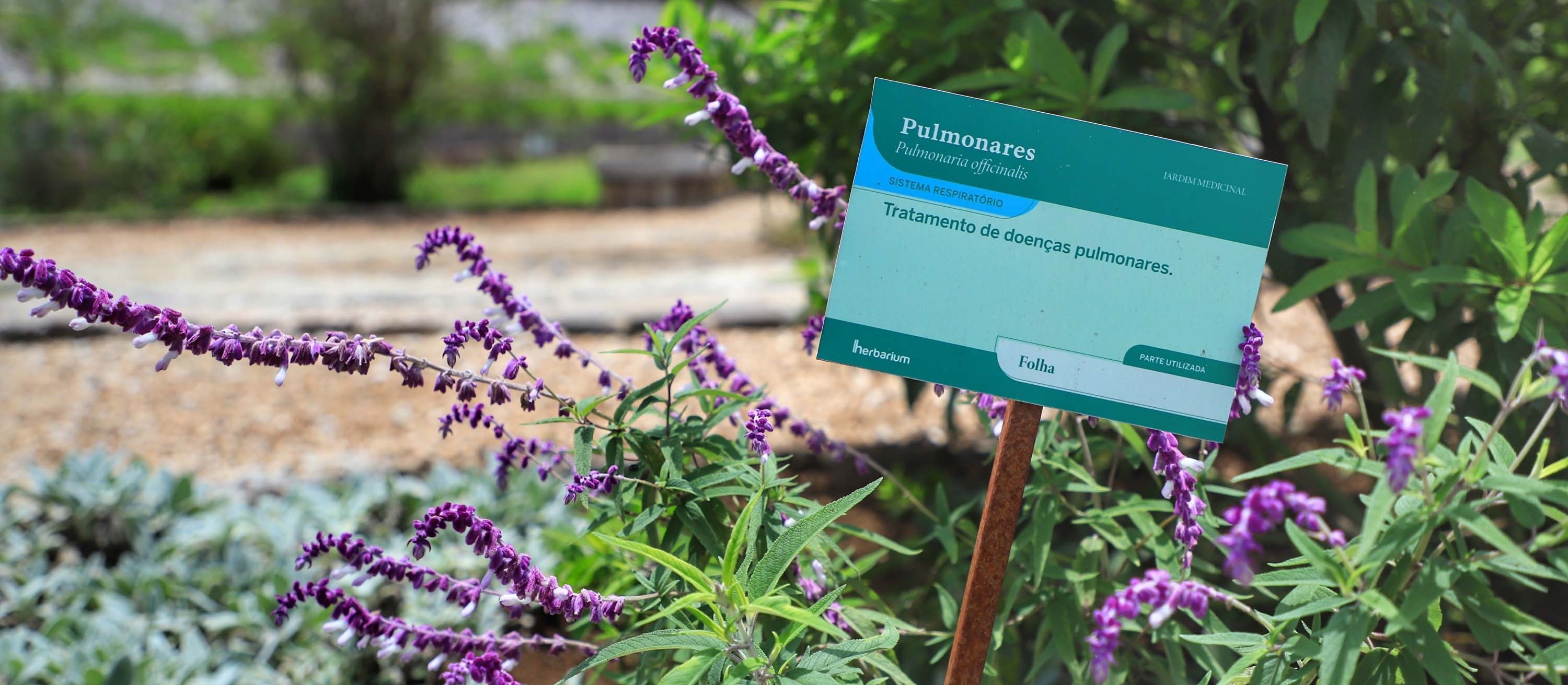 Paraná é destaque no País na produção de plantas medicinais