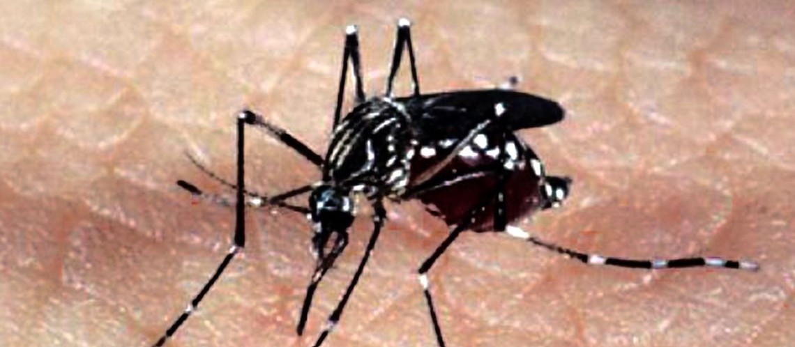 Paraná tem 819 casos confirmados de dengue