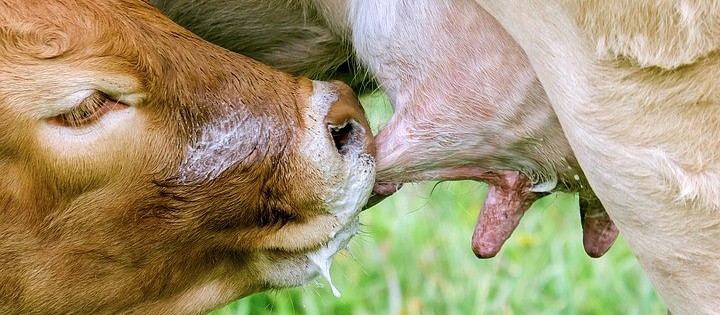 Mastite: suplementação com minerais orgânicos é aliada no combate à doença
