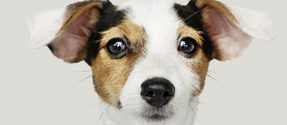 Trabalho de ONGs de animais vão além do acolhimento