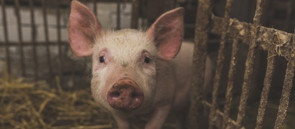 Paraná é o terceiro maior exportador de suínos do Brasil