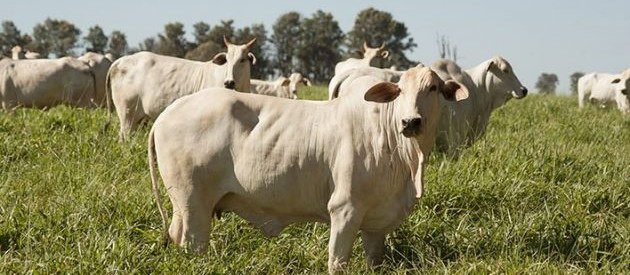Surto de raiva expõe necessidade de vacinar o rebanho