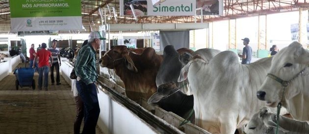 Paraná livre de febre aftosa é  tema do ultimo dia do Show Pecuário 