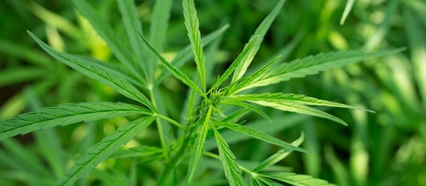 TRF4 manda governo do Paraná fornecer remédio à base de maconha em Cascavel