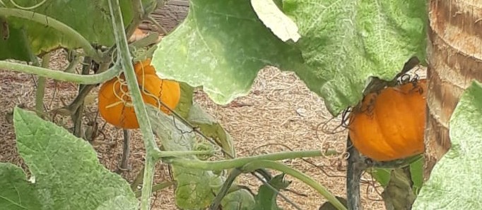 Mini abóboras se desenvolvem em pequenos  terrenos 