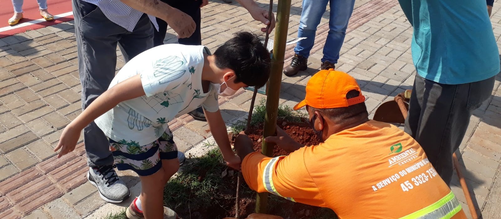 Cerejeiras são plantadas na Praça Japão, em Cascavel