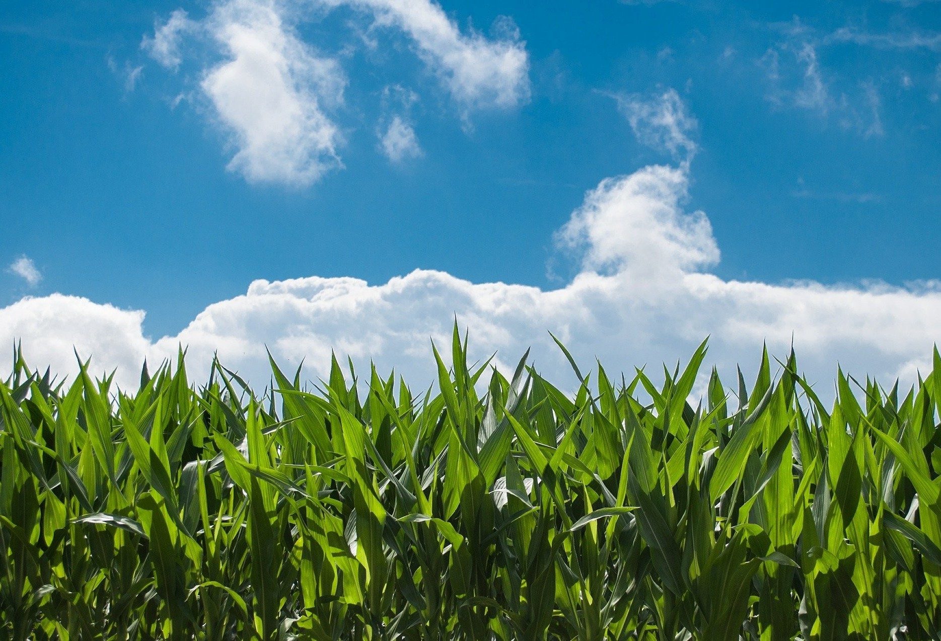 Confira o Mercado Agrícola deste quinta-feira (25)