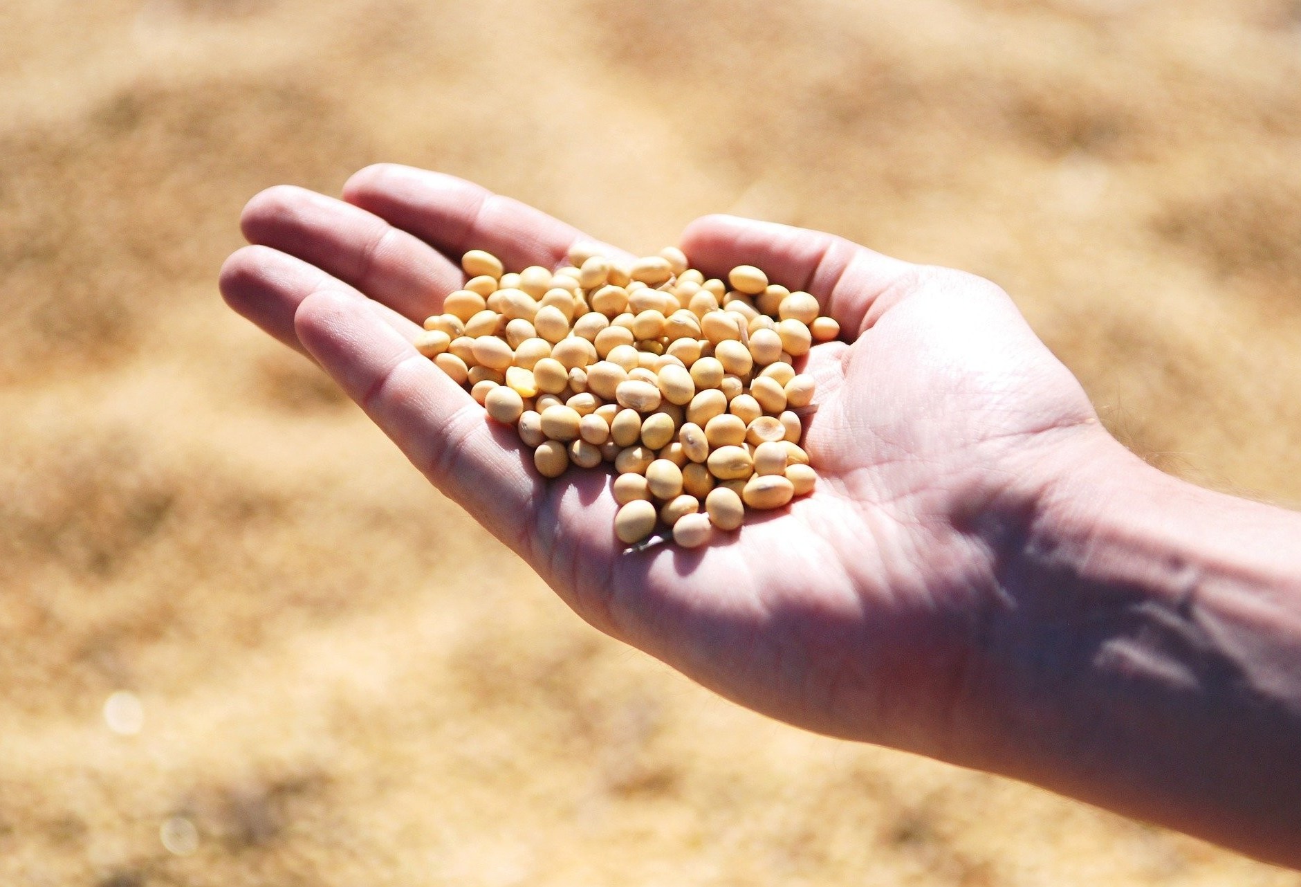 Confira o Mercado Agrícola desta sexta-feira (14)